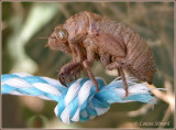 Exosquelette de cigale / Cicada exoskeleton