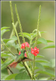 Rufous-tailed Hummingbird / Ariane  ventre gris