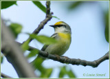 Paruline de Brewster / Brewsters Warbler