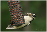 Pic chevelu / Hairy Woodpecker