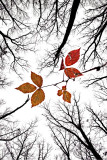 The last leaves of November