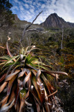 Pandani plant and Cradle Mt.