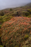 colourful flora