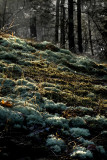 Labarque Glade