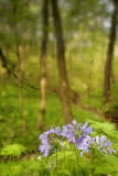 dreaming of the forest in spring