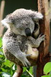 Koala at Wildlife World