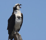 Osprey