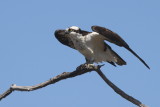 Osprey