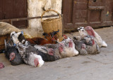 Medina - Fez