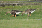 Greater White-fronted Goose