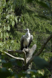 African White-backed Vulture (in captivity)