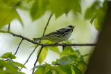 Blackpoll Warbler, male