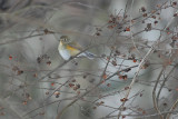 Red-flanked Bluetail