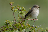 Spotted Flycatcher