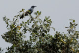 Blue Rock Thrush (Monticola solitarius)