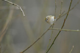 Goldcrest