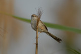 Graceful Prinia (Prinia gracilis)