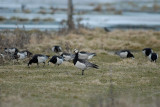 Barnacle Goose - Standing guard