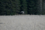 Great Grey Owl