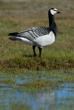 Barnacle Goose