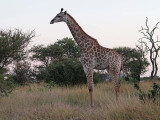 Giraffe at dawn