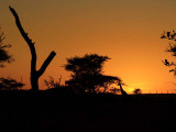 Giraffe at dawn