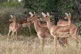 Impala on alert