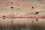 Ground Hornbills