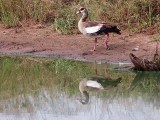 Egyptian Goose