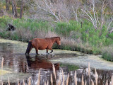 Wild Horse fording a stream