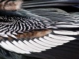 Anhinga feathers
