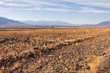 Wild Flowers with Salt Creek as a background