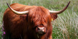 Highland Cattle 1.jpg