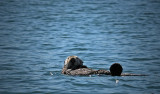 Sea Otter.jpg