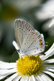 Eastern Tailed-Blue