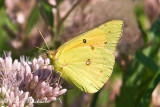 Orange Sulphur