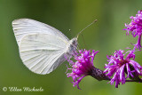 Cabbage White Butterfly