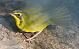 Kentucky Warbler (male)