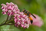 Great Golden Digger Wasp