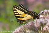 Eastern Tiger Swallowtail