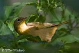 Common Yellowthroat Warbler