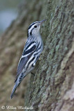 Black-and-White Warbler (female)