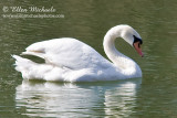 Mute Swan