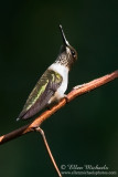 Ruby-throated Hummingbird