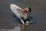 Wood Duck