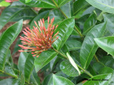 Jamaique 2008 - IMG_1875.jpg