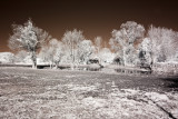 March taken with a black and white infrared camera