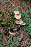 Sulphur Tuft (hypoloma capnoides)