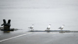 Three gulls waiting for a Bus
