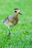 Pacific Golden-Plover